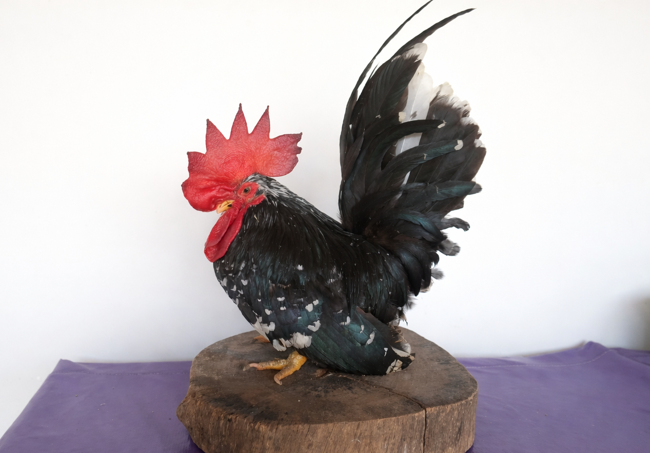 Brutus mo (CT Montanha)