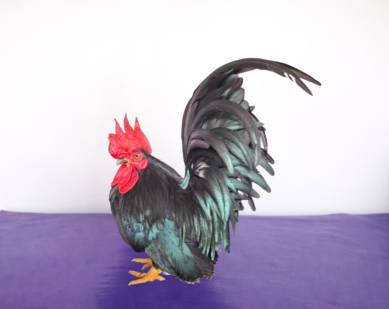 Hulk     (CT Montanha)