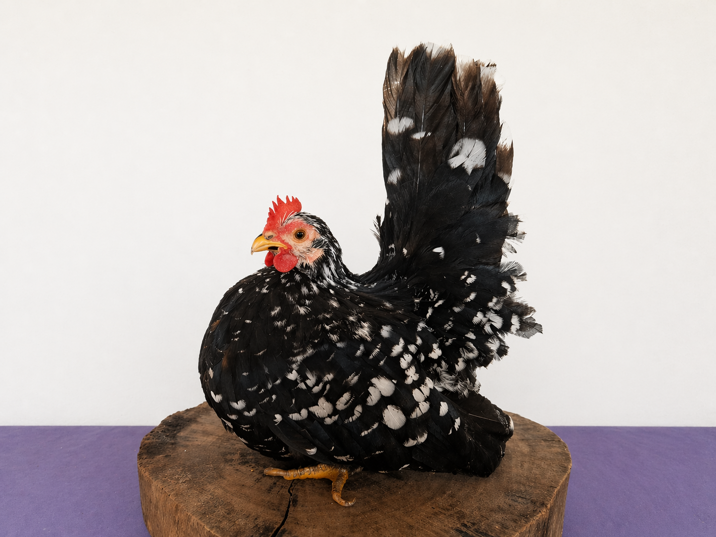 Brasília mo (CT Montanha) 